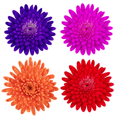 Bouquet de 20 chrysanthèmes uniflores peints multicolores, 70 cm, Fleur fraîche de 70 cm de long, 20 tiges
