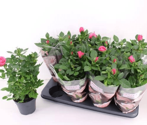 Rosal de patio rojo (mini rosal en maceta), Planta de 36 cm de alto, pack de 8 uds