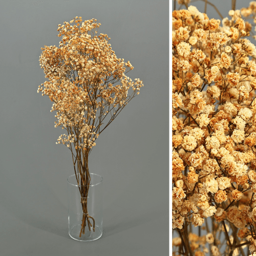 Paniculata preservada café, Flor preservada, conjunto de 2 unidades