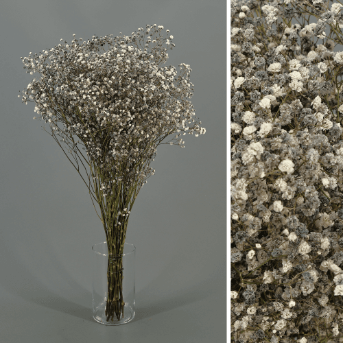 Paniculata preservada cinza claro, Flor preservada, conjunto de 2 unidades