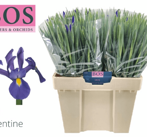 Ramo de 50 Iris Morados Valentine, Flor fresca de 62 cm de largo, 50 tallos