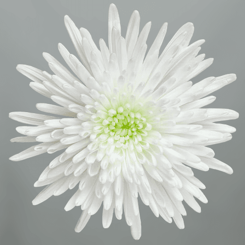 Crisantemo Uniflora Topspin, Blanco, 1 tallos, 70cm