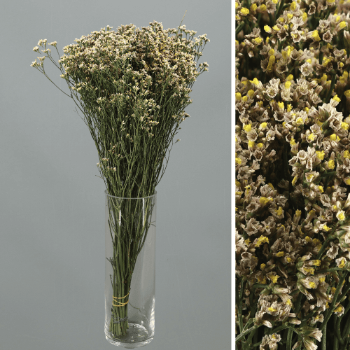 Limonium Sinensis Sensy Nectarine