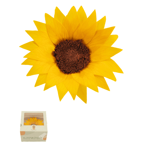 Girasol preservado amarillo extra
