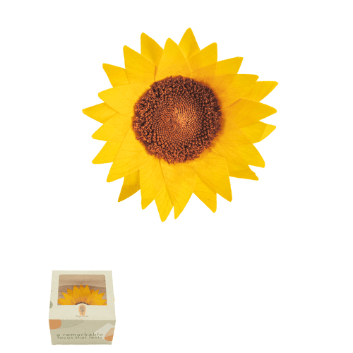 Girasol Amarillo Preservado