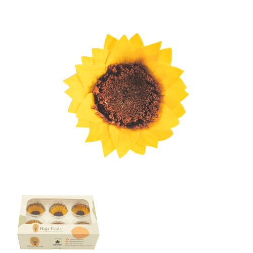 Girasol preservado amarillo pequeño