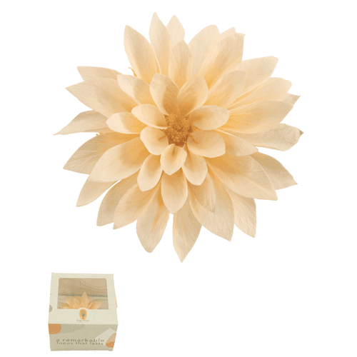 Dalia preservada salmón