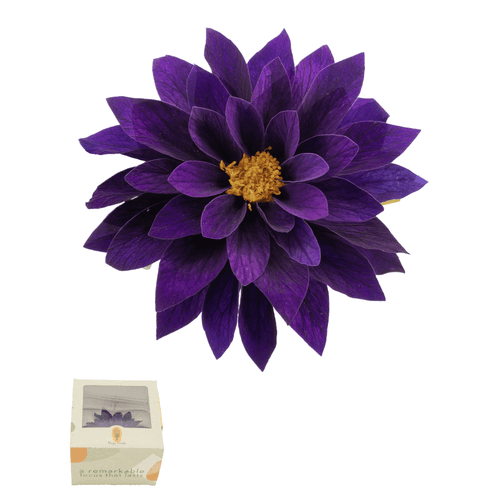 Dalia preservada lavanda, Flor preservada de 2,5-3,5 cm de largo