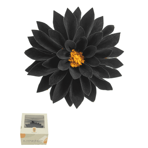 Dalia preservada negra