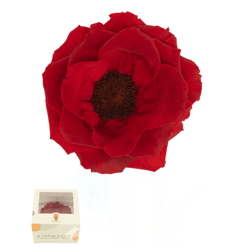 Anémona preservada roja