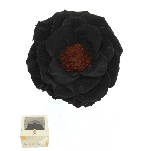 Anemona Negro