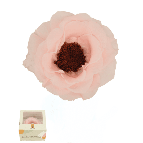 Anémona preservada rosa claro
