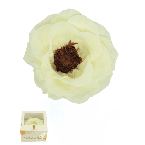 Anemona Crema