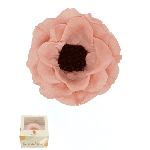 Anémona preservada rosa pó