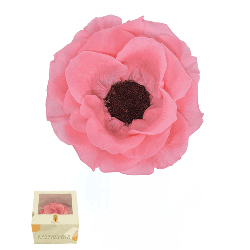 Anémona preservada rosa
