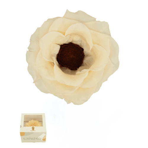 Anémona Preservada Champanhe, Flor preservada de 4,0-4,6 cm de comprimento