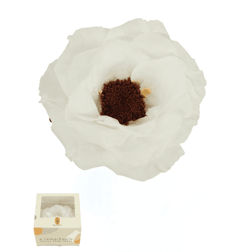 Anemona Blanco
