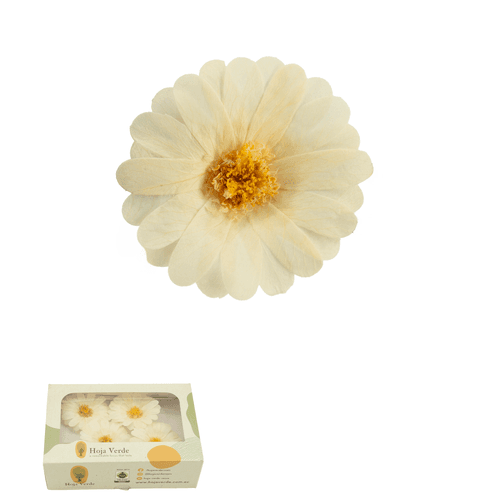 Margarida preservada champagne, Flor preservada de 1,5-2,0 cm de comprimento