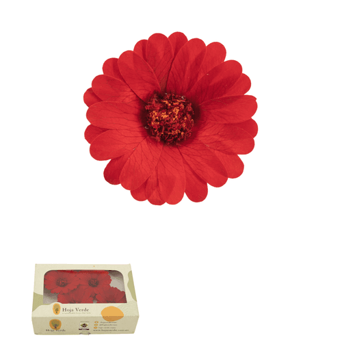 Margarita preservada roja