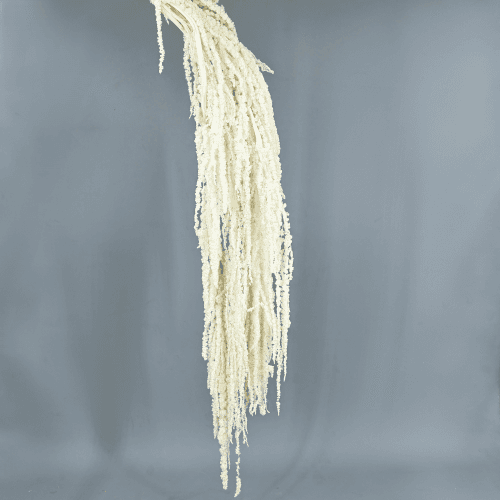 Amaranthus Blanco, 50cm
