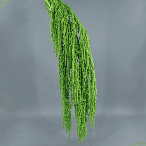 Amaranto verde preservado
