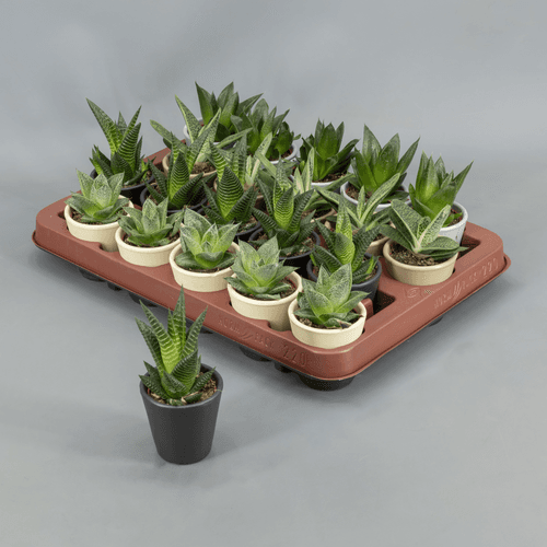 Haworthia en maceta de cerámica de colores 10 cm, Planta de 10 cm de alto, pack de 20 uds