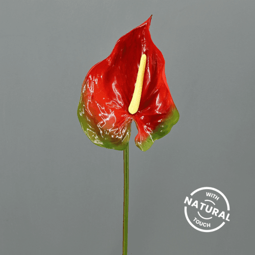 Anthurium Famous orange, Fleur fraîche de 50-60 cm de long