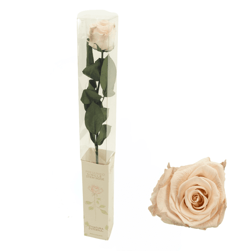 Rosa eterna Mother of Pearl color rosada, Flor preservada de 55 cm de largo
