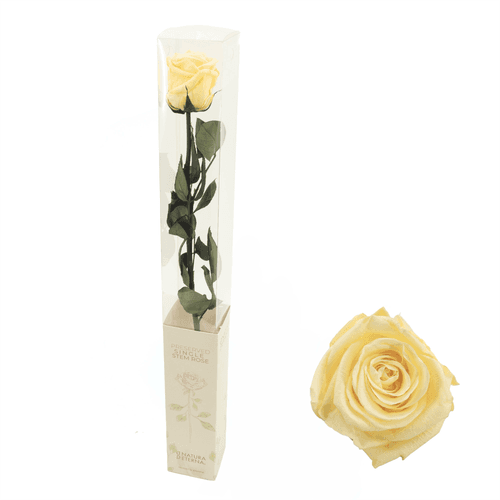 Rosa eterna crema