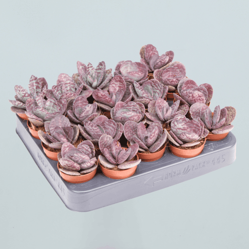 Kalanchoe humilis Zebra