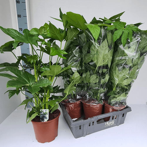 Aralia Japonica Ov, Verde