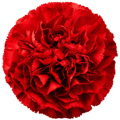 Clavel Don Luis  Select