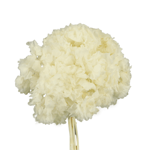 Hydrangea Blanco, Blanco, 30cm