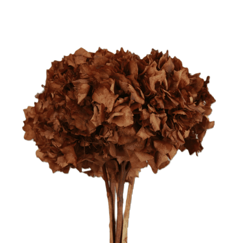 Hydrangea Marrón, Marrón