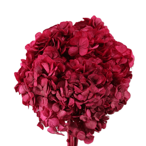 Hydrangea Fucsia, Fucsia