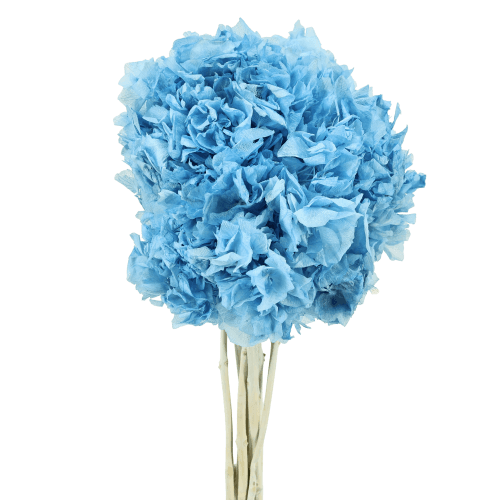 Hydrangea Celeste, Celeste