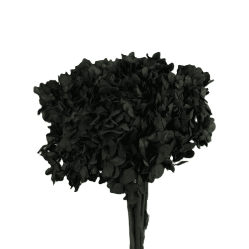 Hortensia noire préservée, Fleur stabilisée