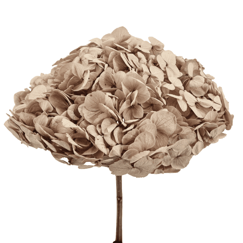 Hortensia préservé Hazelnut, Fleur stabilisée de 18-25 cm de long