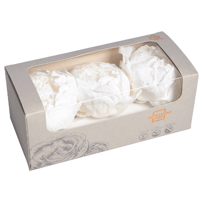 Peonia Blanco, Blanco