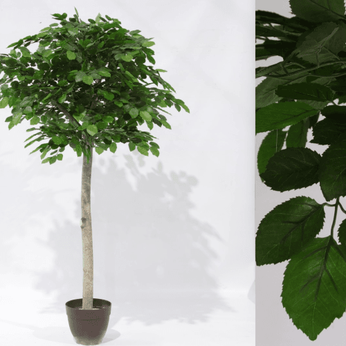 Y Abedul Especial Verdnatura Premium, Verde