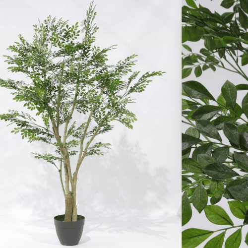 Y Árbol Murraya Especial Verdnatura Premium, Verde