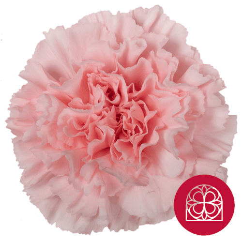 Clavell rosa Damina, Flor fresca de 70 cm de llarg, ram de 40 tiges