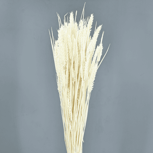 Trigo Blanco 200 gr, Blanco, 80cm