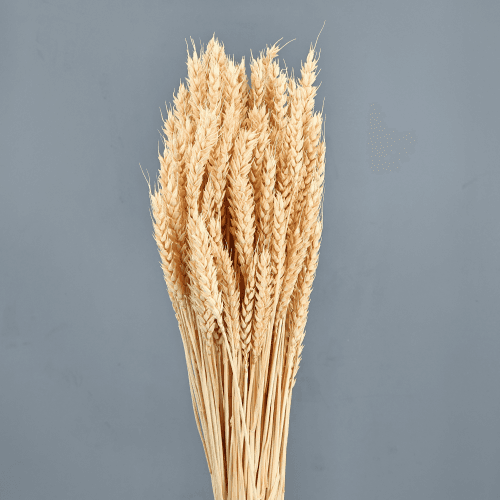 Trigo Salmón 200 g, Salmón, 80cm