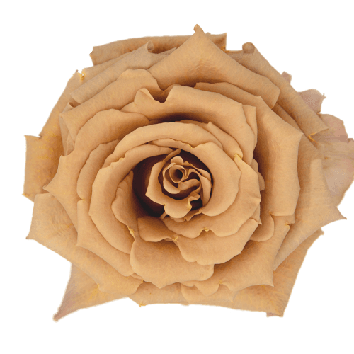 Rosa Toffee, Flor fresca de 70-80 cm de comprimento, ramo de 25 hastes