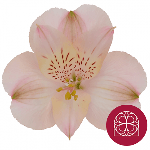Alstroemèria Fifi Select rosa clar, Flor fresca de 70 cm de llarg, ram de 30 tiges