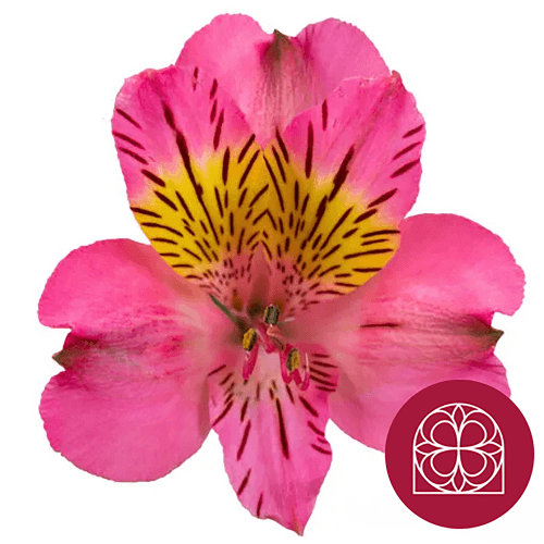 Alstroemèria Fúcsia · Manoll de 20 tiges (80 cm), Flor fresca de 80 cm de llarg, ram de 20 tiges