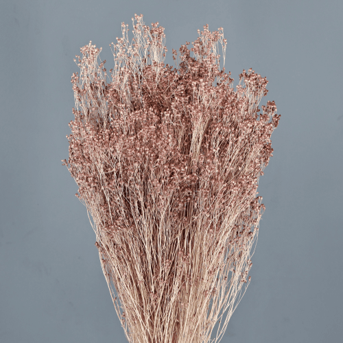 Brooms séché crème et rose