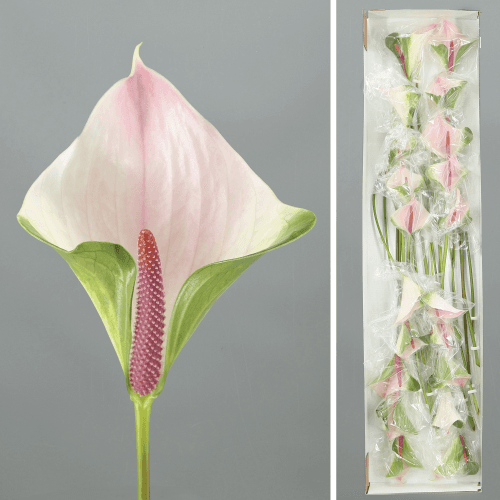 Anthurium Alero x20
