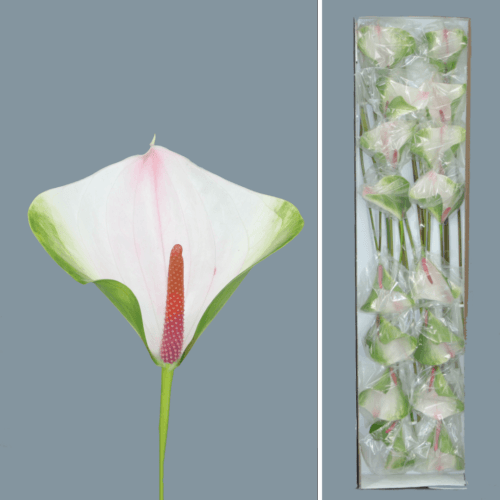 Anthurium Alero x16